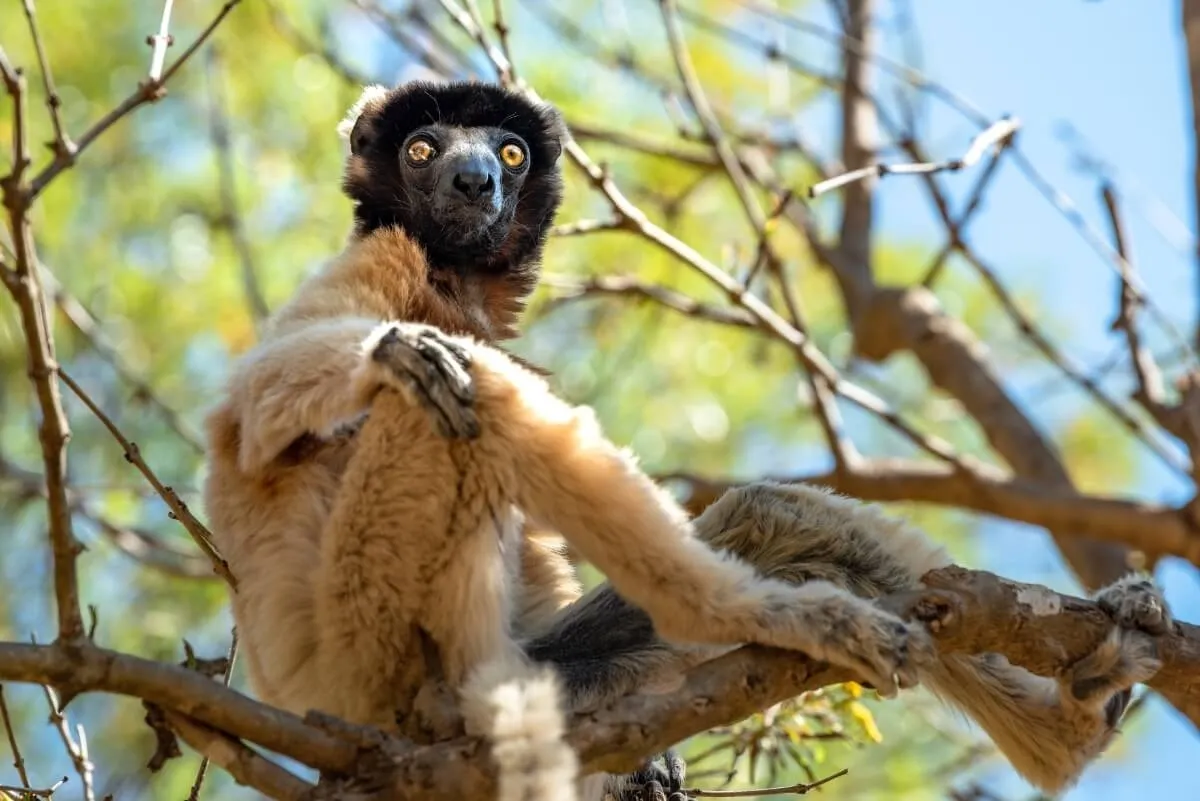 Masoala rahvuspark – imeline loomade liigirikkus Madagaskaril - ReisiGuru.ee