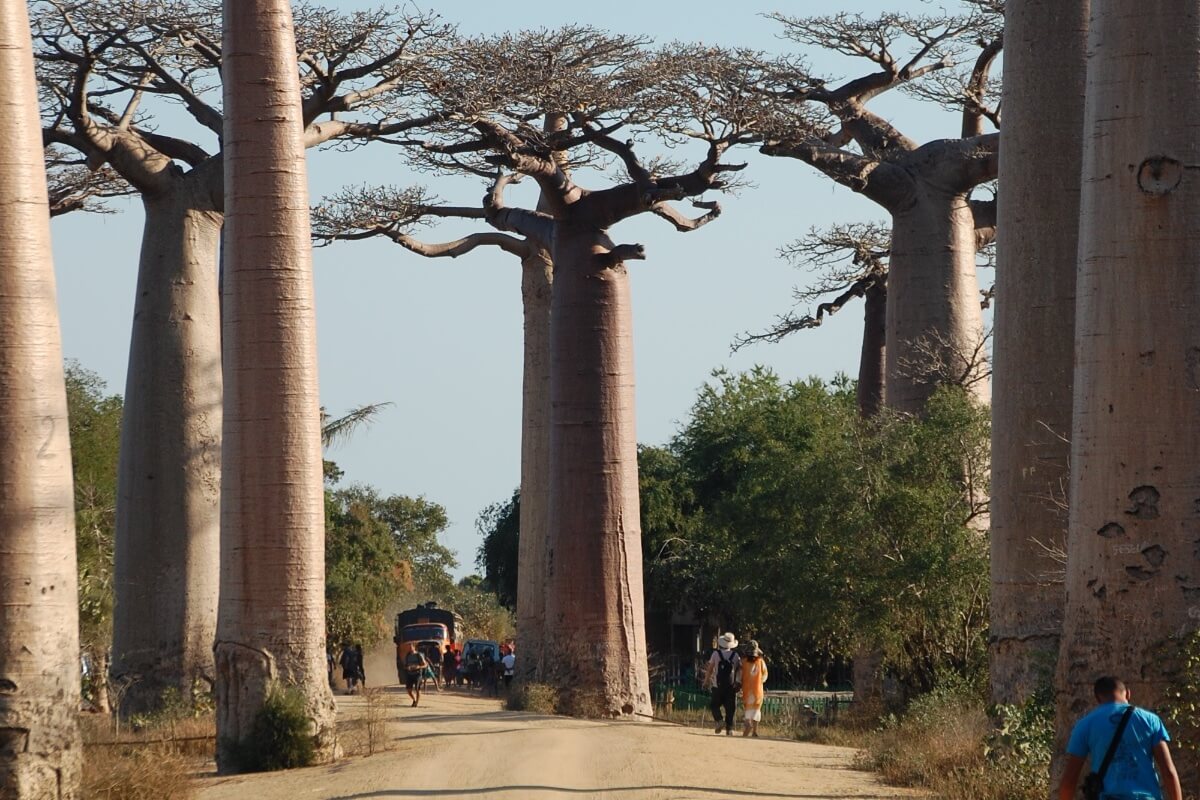 Maailma võimsaim ahvileivapuude allee - ReisiGuru.ee