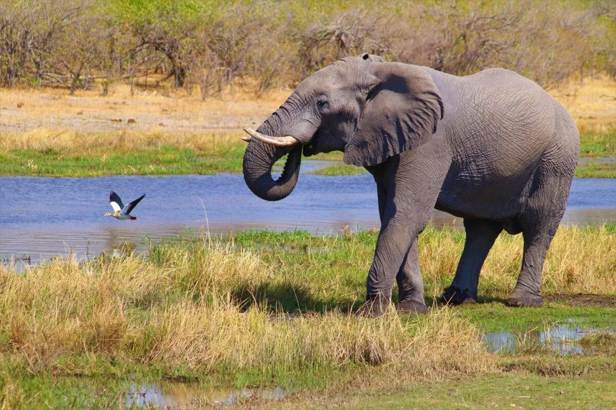 Metsiku loodusega Botswana - ReisiGuru.ee