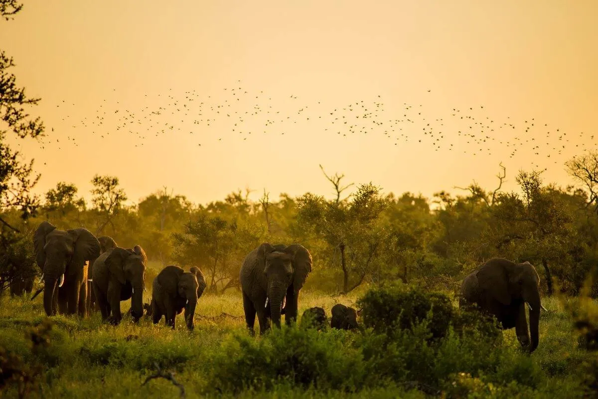 Krügeri Rahvuspark on Lõuna Aafrika suurimaid ja tuntumaid looduskaitsealasid - ReisiGuru.ee