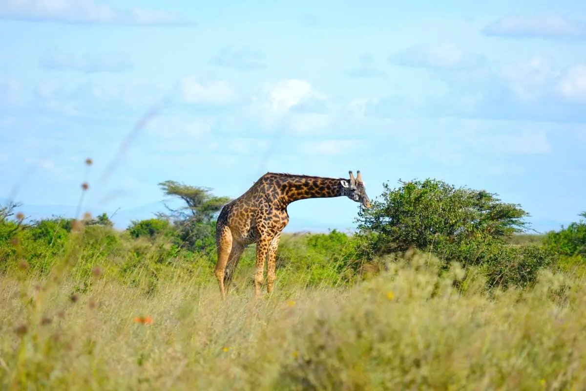 Nairobi rahvuspark - ReisiGuru.ee
