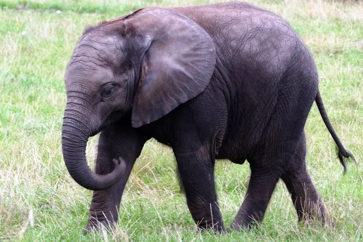 Sõltuvust tekitav Boon Lott’i elevantide kaitseala Tais - ReisiGuru.ee